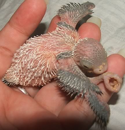 Reepiceep-11days.jpg