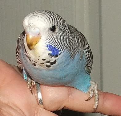berry-30days.jpg