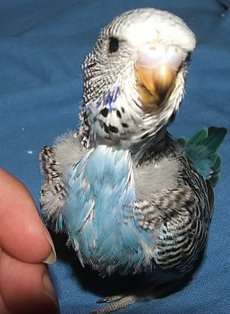 berry24days.jpg