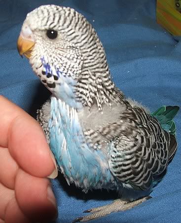 berry24days2.jpg