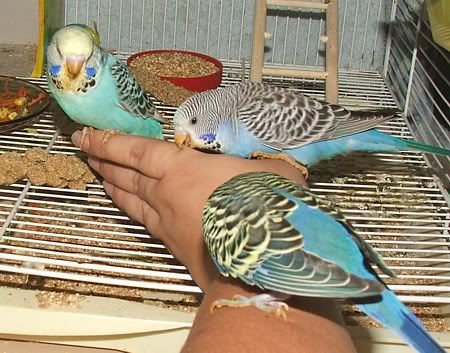 dad-berry-reep.jpg