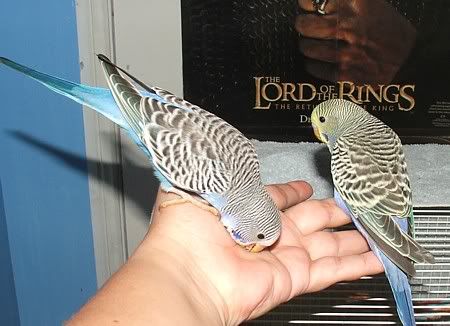 echo-squeak2.jpg