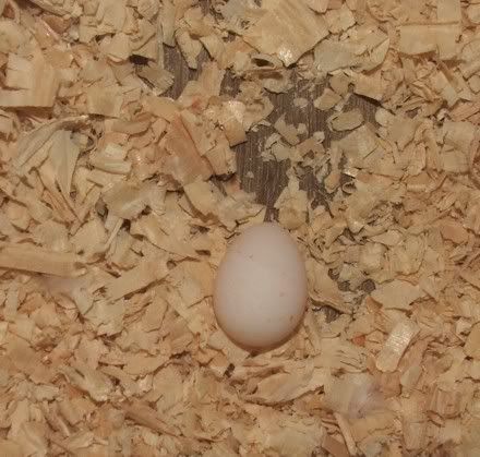 egg003.jpg