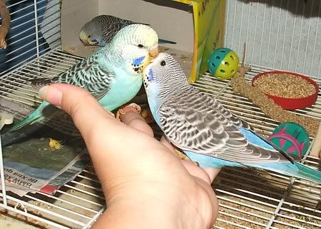 reep-berrylove.jpg