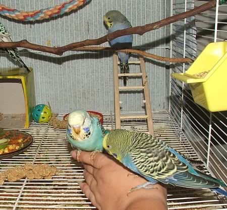 reep-dad-squeak.jpg
