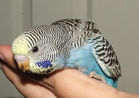 scuttle-25days.jpg