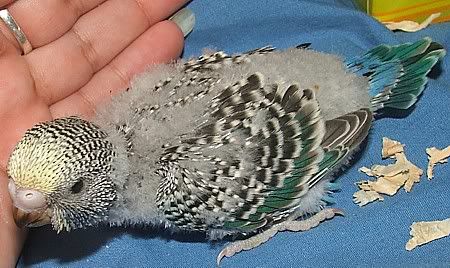 scuttle19days.jpg