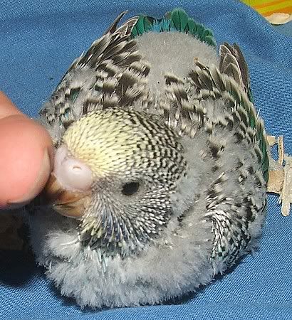 scuttle19days2.jpg