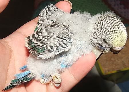 scuttle19days3.jpg