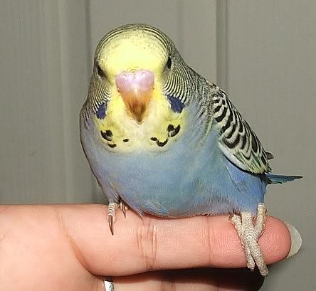 squeaker-32days.jpg