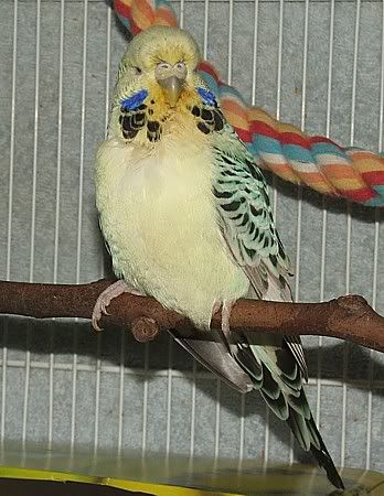 tootie.jpg