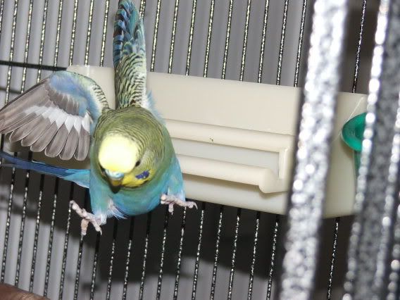 birdcage013.jpg