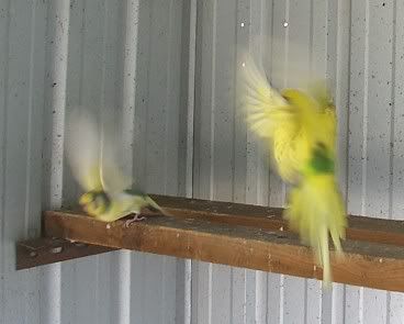 flyinghigh.jpg
