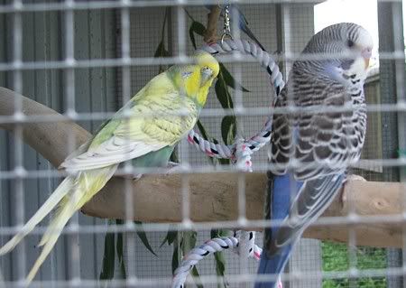 freckle-echo-cage.jpg