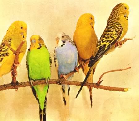 guess-the-budgie.jpg