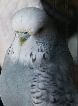 jangle-cere.jpg