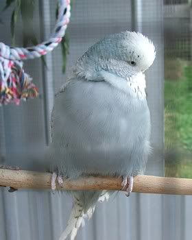 jangles-cage.jpg