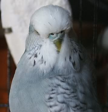 jangles-cere.jpg