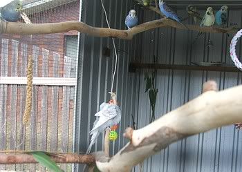 lots-cage.jpg