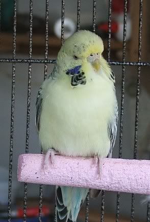 mutation16.jpg