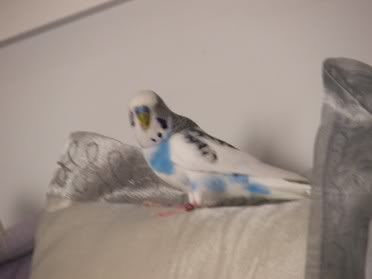 piepillow.jpg