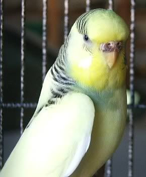 ringo-cere.jpg