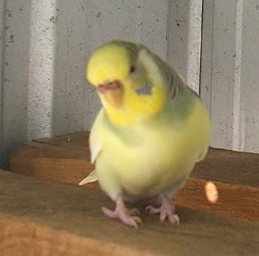 ringocutness.jpg