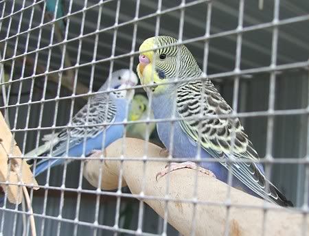 squeaker-cage.jpg