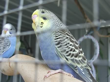 squeaker-cage2.jpg