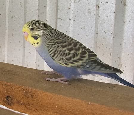 squeakercuteness.jpg