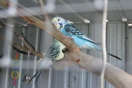 toot-reep-cage.jpg