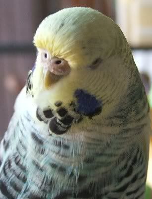 tootie-cere.jpg