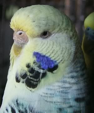 totie-cere.jpg