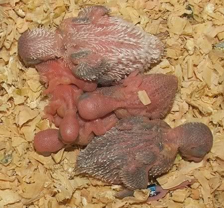 2-oct-2006allfive.jpg