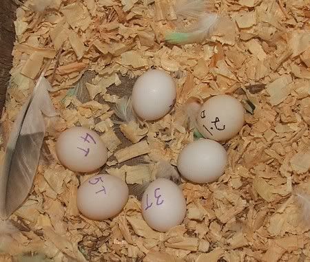 sixegggs.jpg