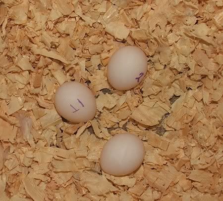 thirdegg.jpg