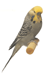 opaline-yellowface-grey.gif