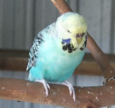 outsidebirds20-9-06023.jpg