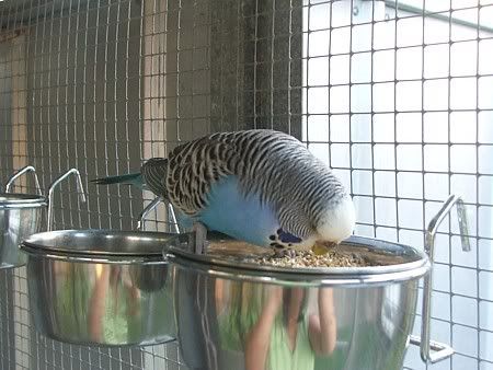 outsidebirds20-9-06038.jpg