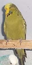 GreyGreen.jpg