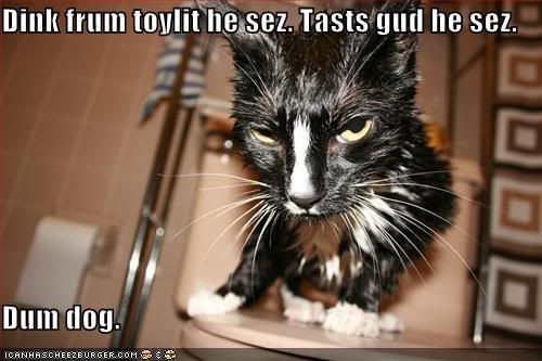 funny-pictures-cat-falls-for-dogs-t.jpg
