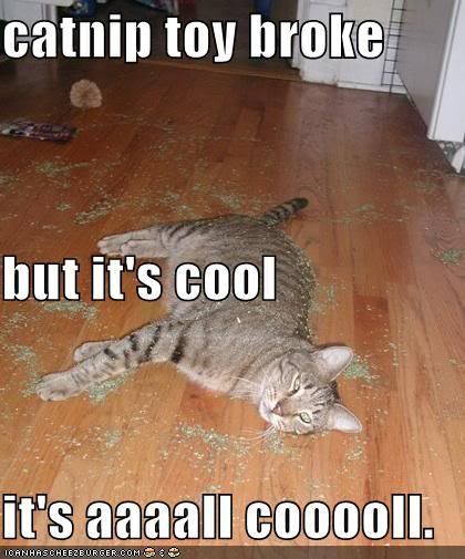 funny-pictures-catnip-toy-broke.jpg
