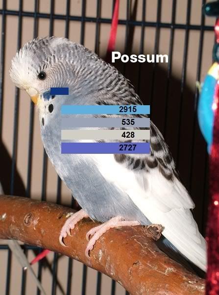 possum-1.jpg