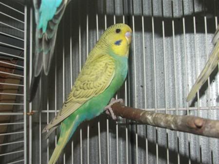 13thjanbirds009Custom.jpg
