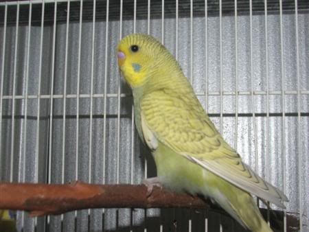 13thjanbirds010Custom.jpg