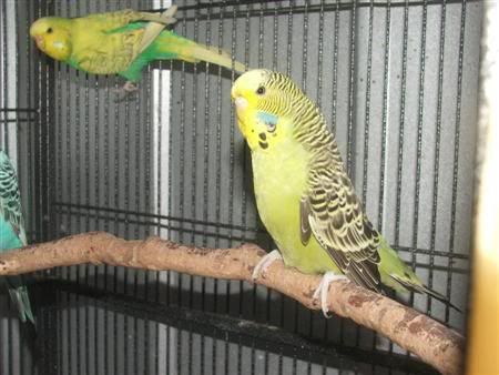 13thjanbirds013Custom.jpg