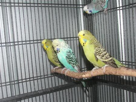 13thjanbirds017Custom.jpg