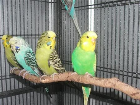 13thjanbirds020Custom.jpg