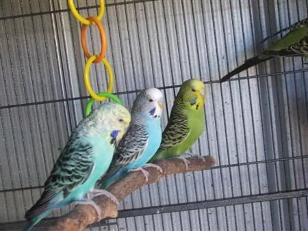 13thjanbirds022Custom.jpg