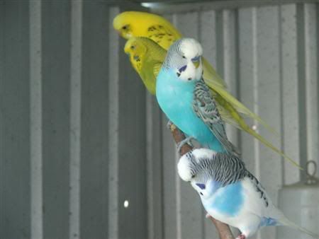 13thjanbirds053Custom.jpg